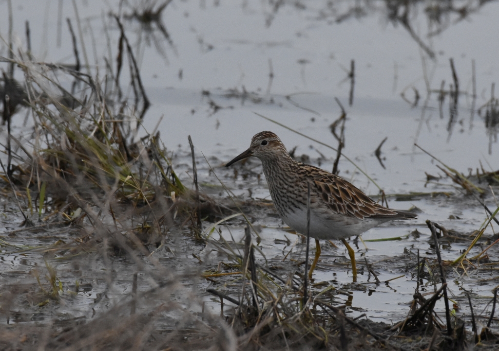 Pectoral Sandpiper R crop