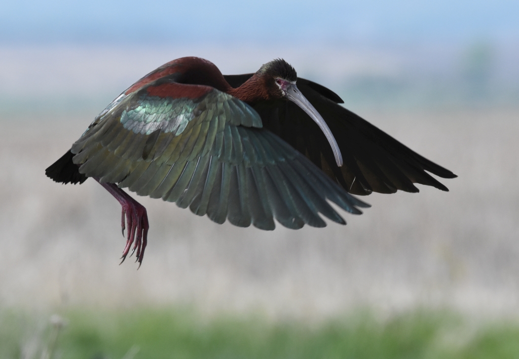 White-faced Ibis taking off best R crop