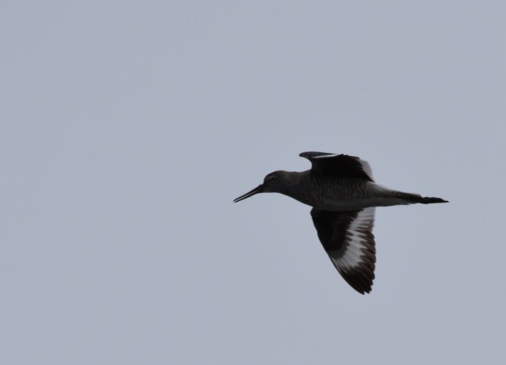 Willet R crop