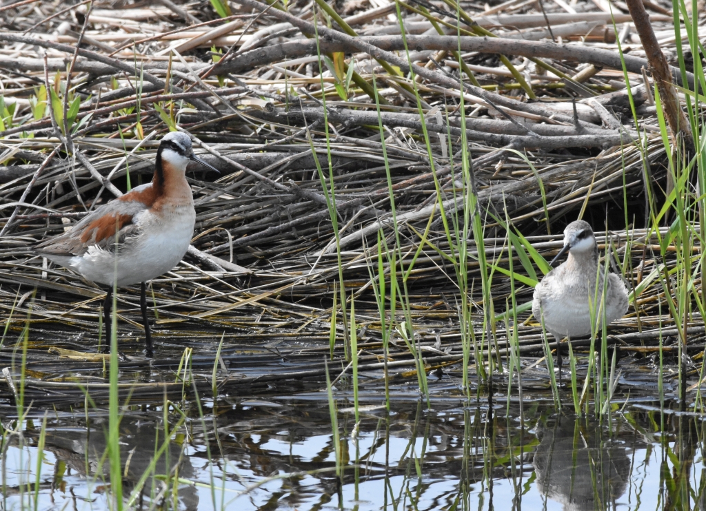 Wilsons Phal male female best R.jpg