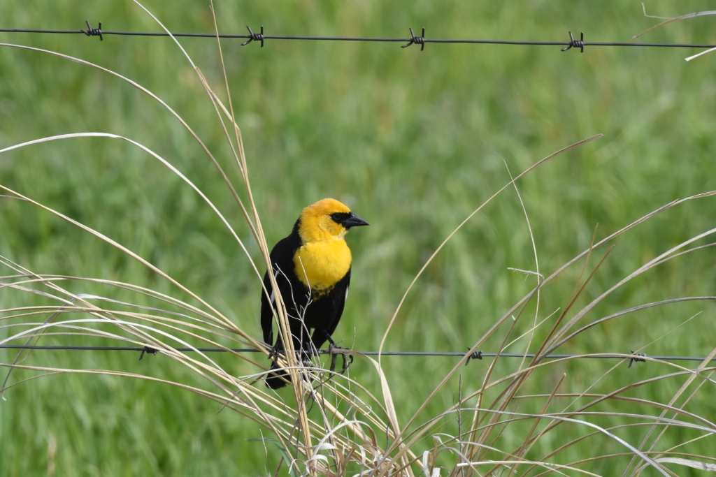 Yellow headed BB male as flower arrangement R crop