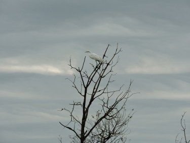 Great Egret ©Patricia Rosa