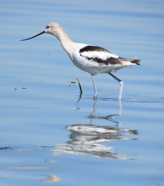 avocet reflections reduced