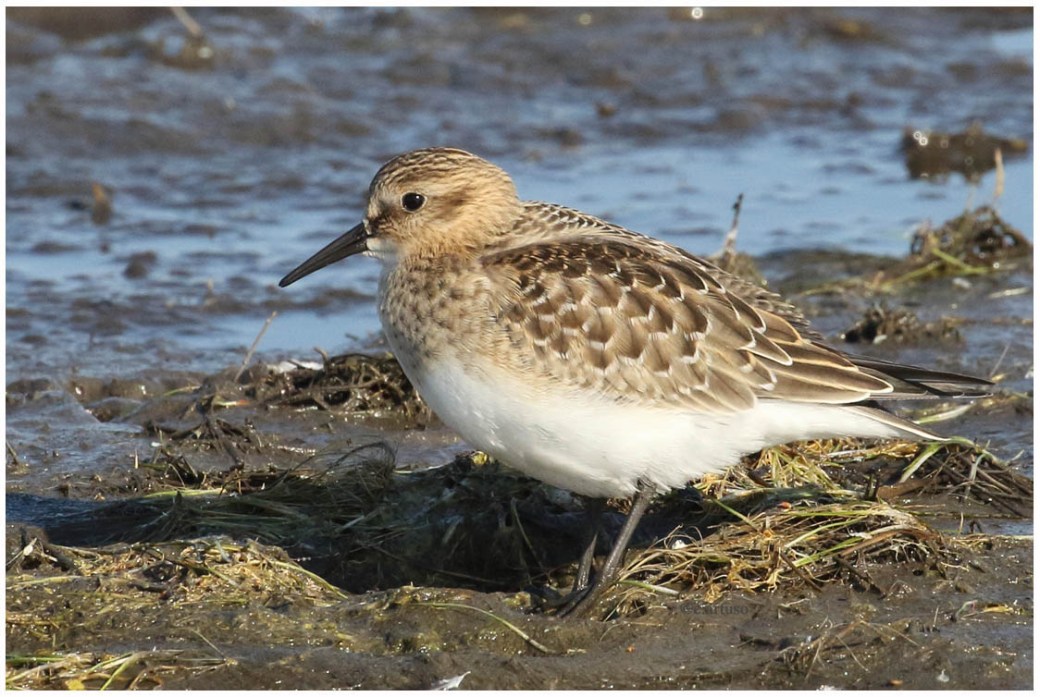 Baird's Sandpiper_1383_Artuso.jpg