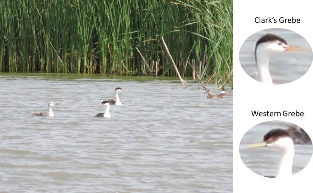 Identification GREBES