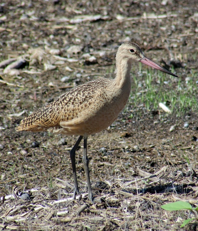 Marbled Godwit reduced