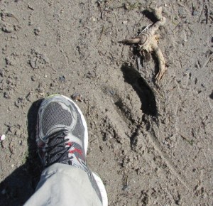 Moose tracks reduced