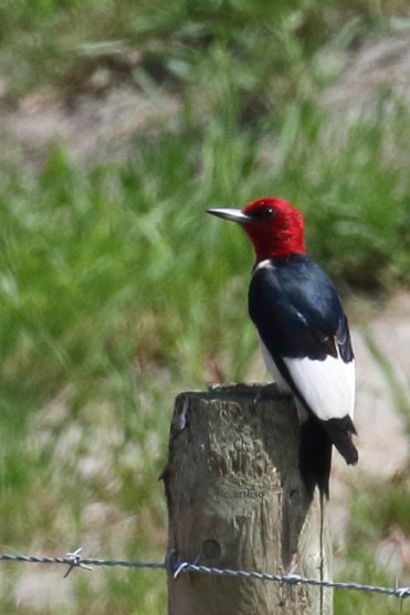 Red-headed Woodpecker_9136_Artuso