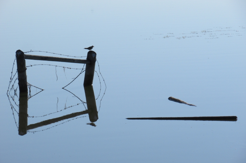 Reflections - Black Tern reduced