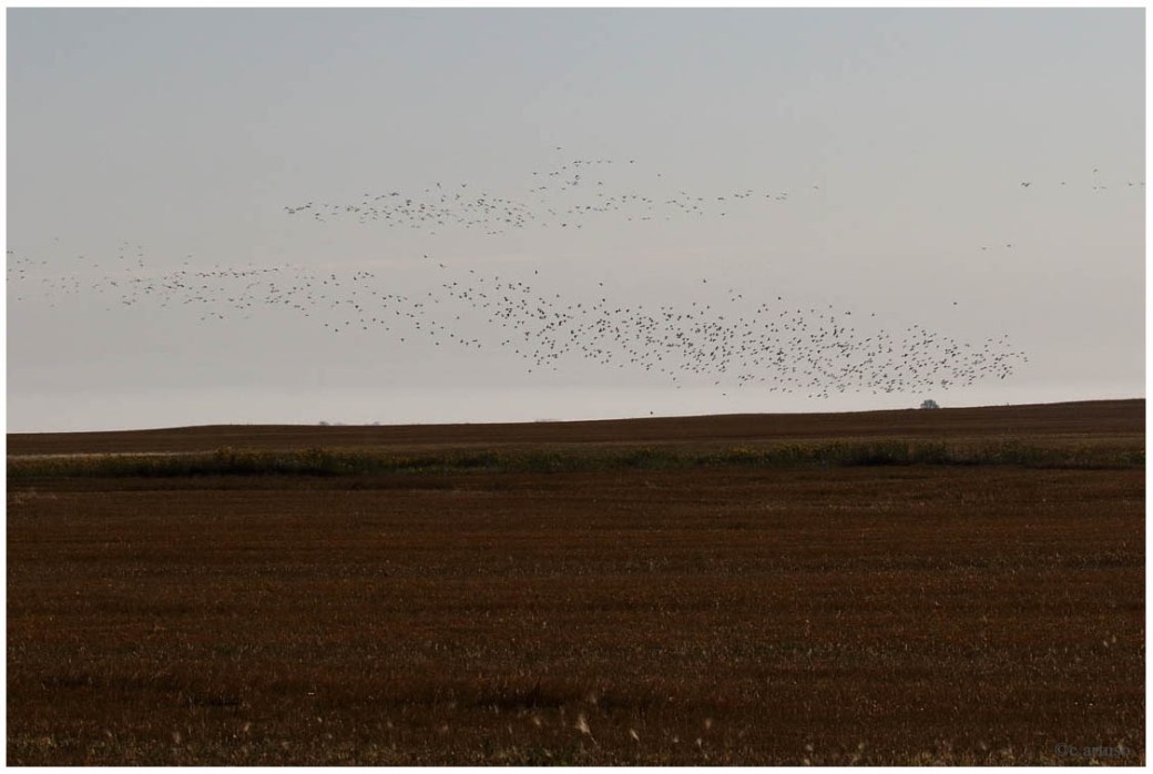 shorebird flock in flight_1159.jpg