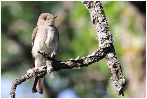 Western Wood-Pewee_5970