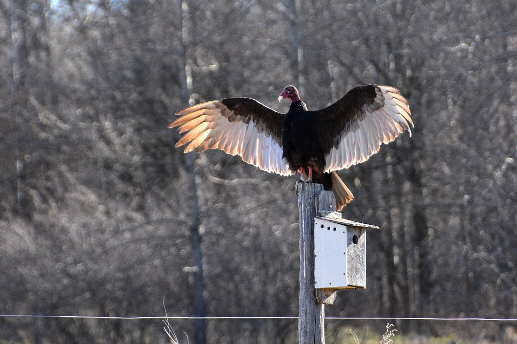8558turkey vulture