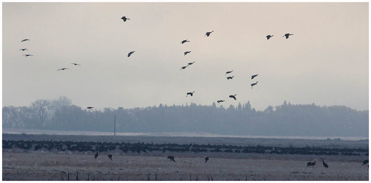 Sandhill Crane_4489_flock_Artuso