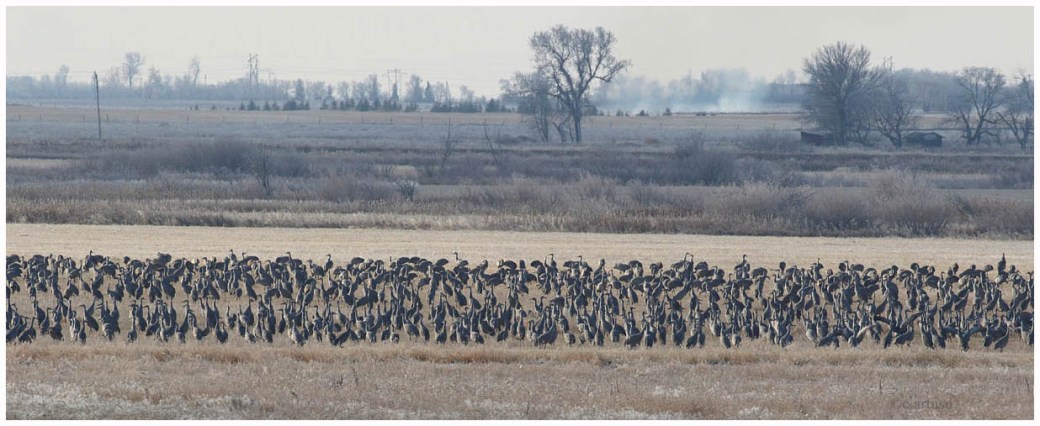 Sandhill Crane_4509_flock_Artuso