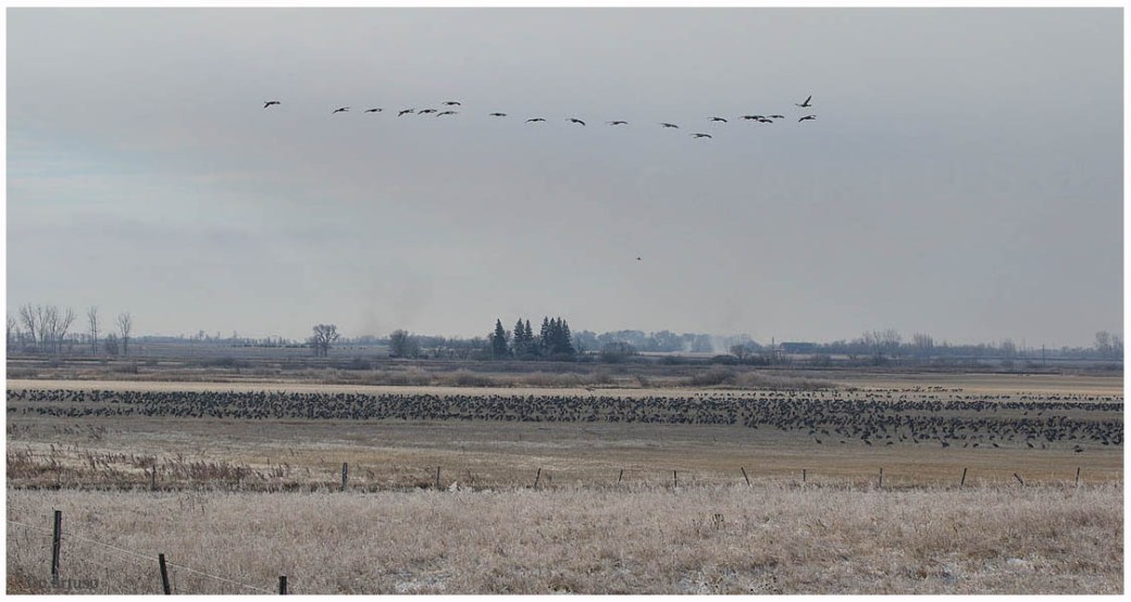 Sandhill Crane_4555_distant flock_Artuso