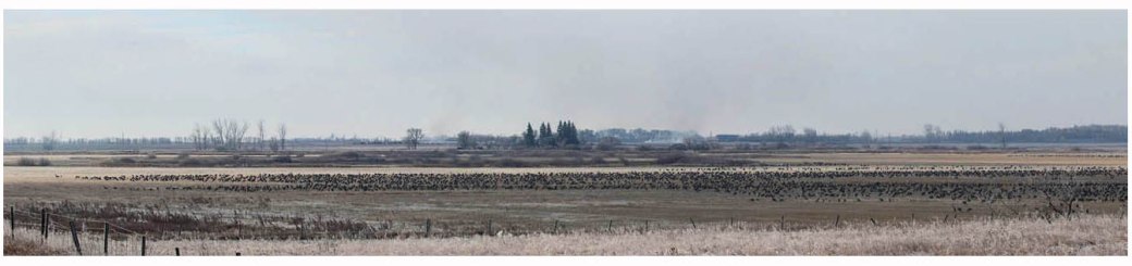 Sandhill Crane_4565_66_comp_Artuso