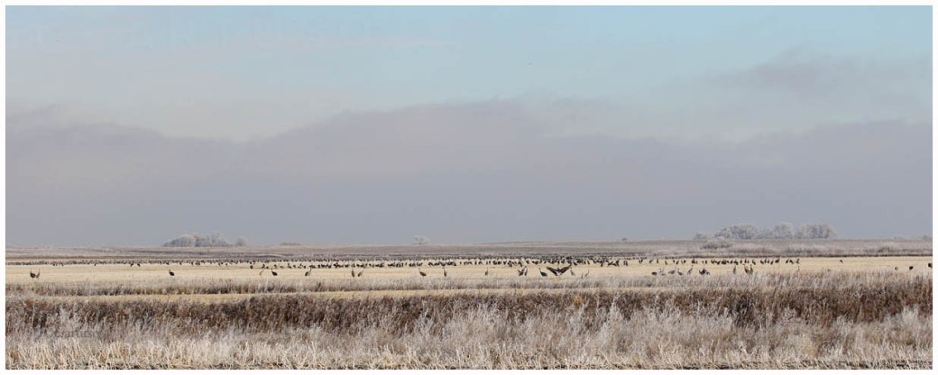 Sandhill Crane_4606_distant flock_Artuso