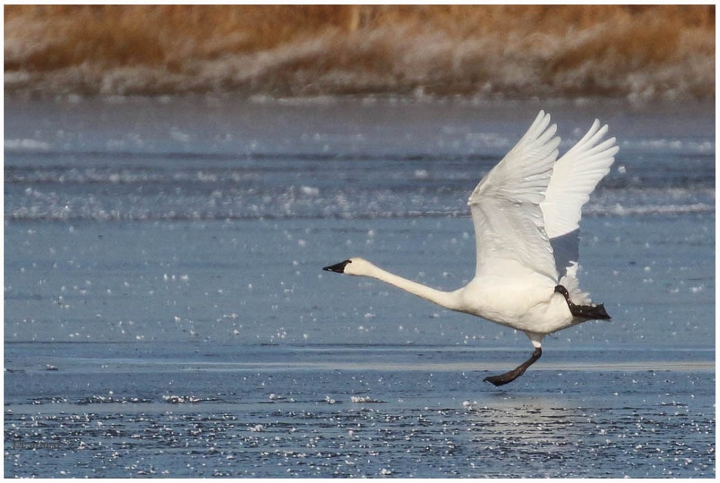 Tundra Swan_4728_take off