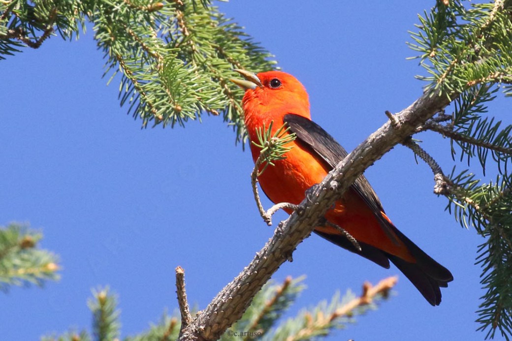 Scarlet Tanager_7431_m_singing_Christian Artuso.jpg