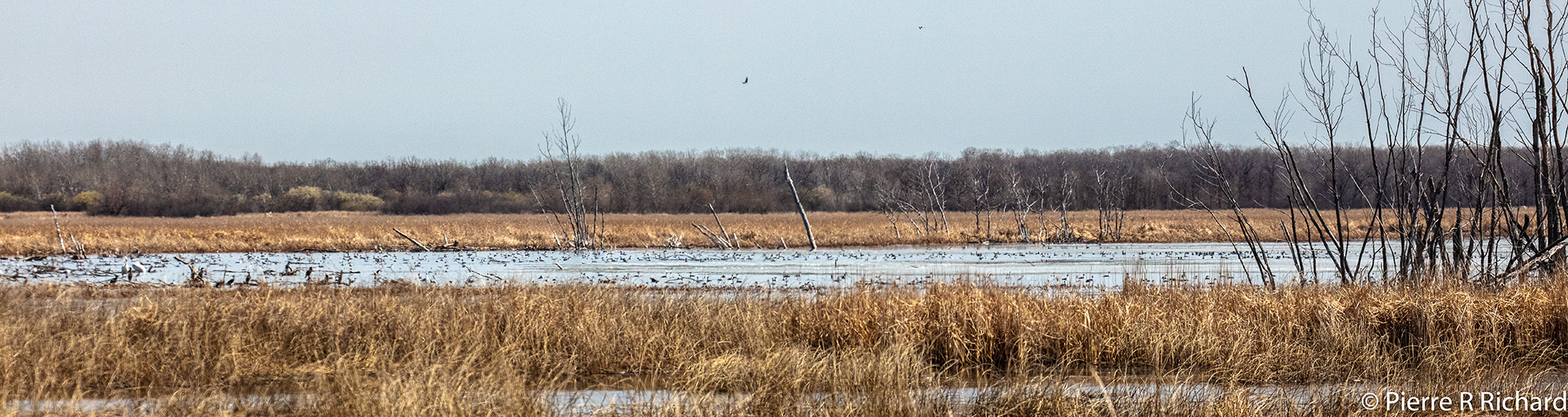 Shoal lakes 2018 Birding blitz-180506-001-IMGS5791_smaller size