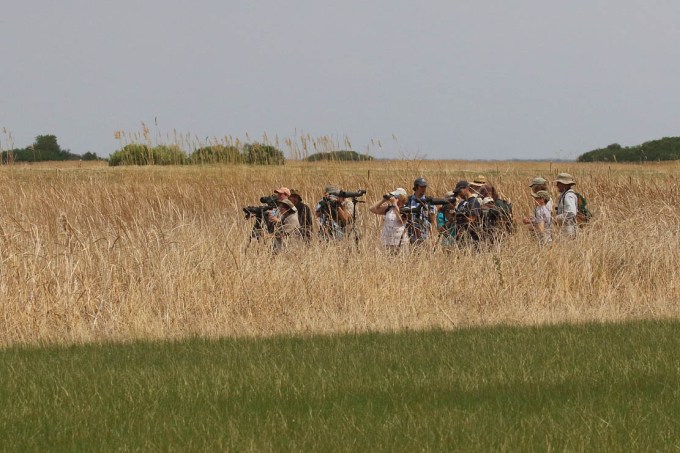 Shorebird workshop with Manomet_8208_Christian Artuso.jpg