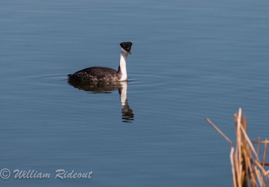 western grebe 1 William Rideout