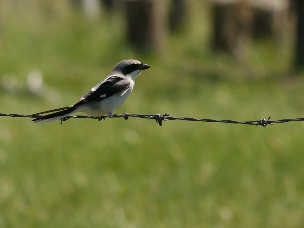 3 LOSH Pipestone June 3 2018 P1320559