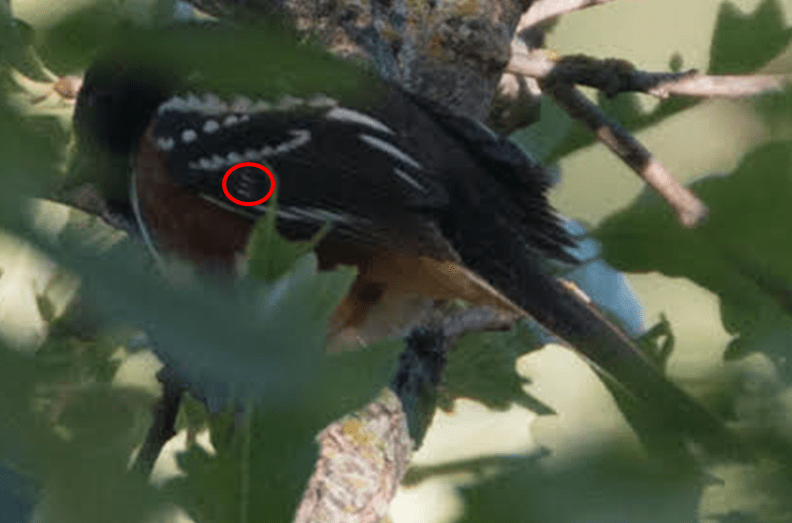 hyrbird towhee Bill Rideot