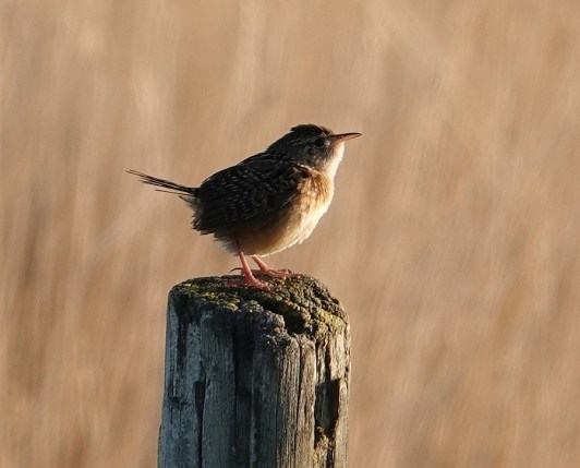 Sedge Wren ready for song lr_copyright Randall D. Mooi