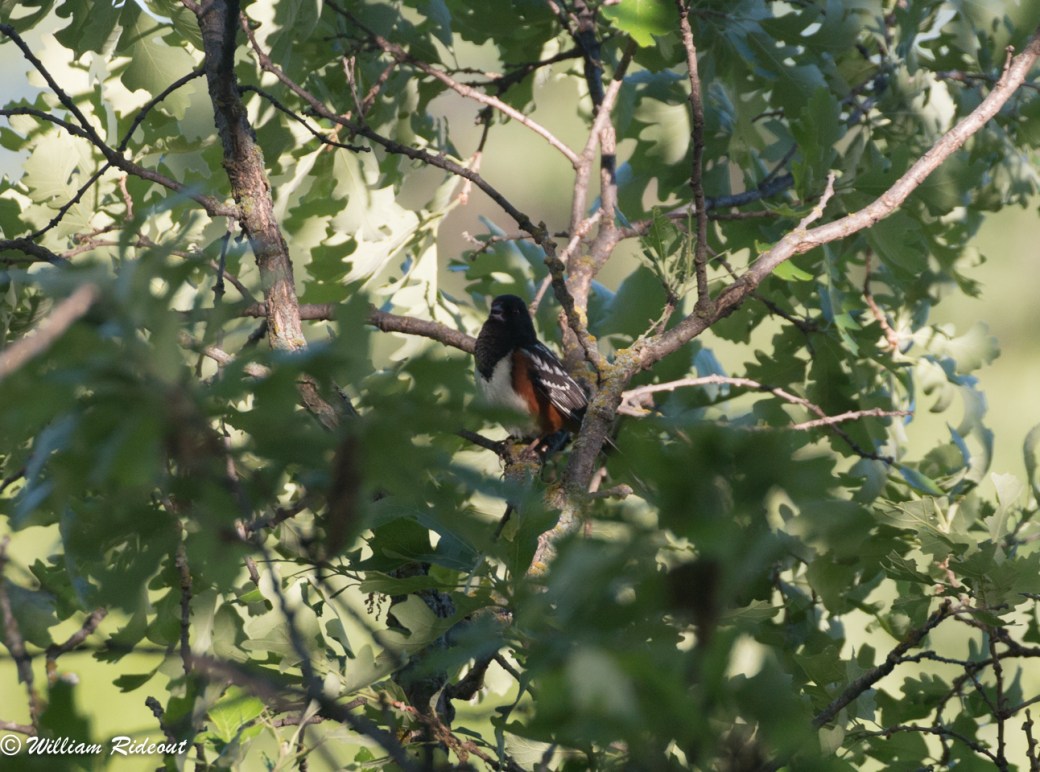 Spotted x Eastern Towhee Bill Rideout