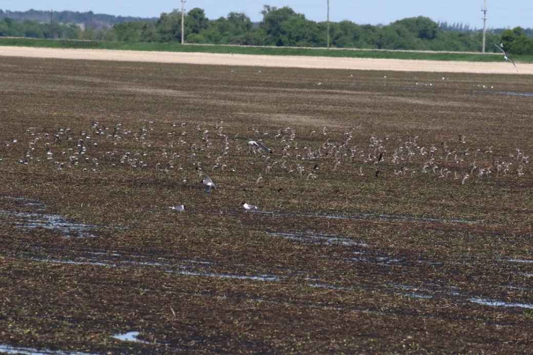 White-rumped Sandpiper_8887__BASA_SESA_flock in flight