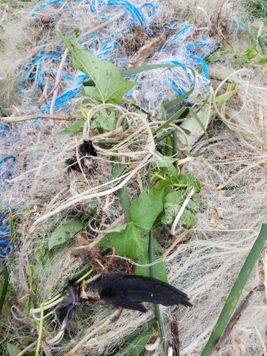 20180711_104708_resized