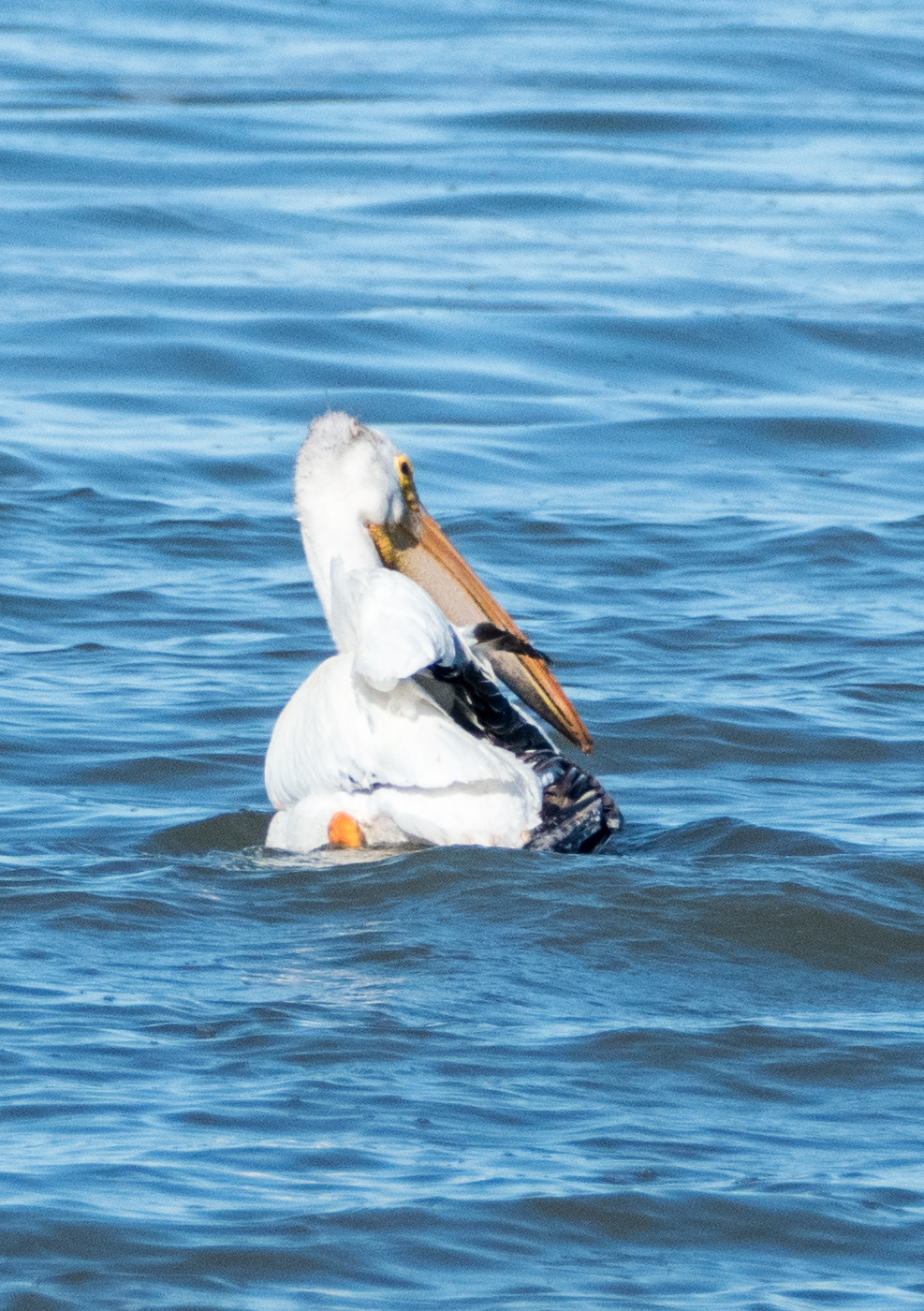 American White Pelican-East Shoal Lake-MB-000-LARGE-CROP-Lynnea A Parker-1110610.jpg