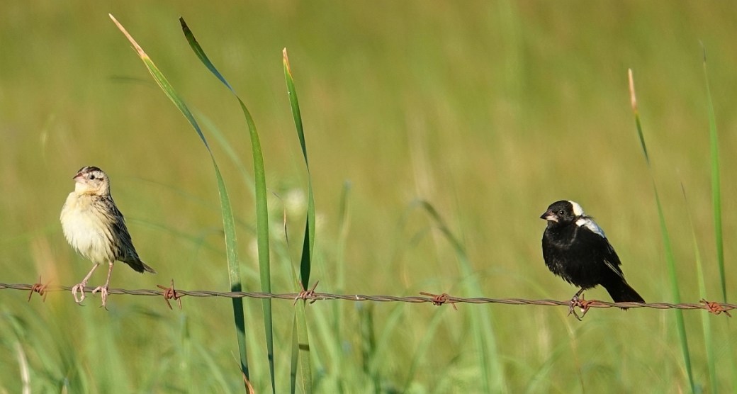 Bobolink pair 2 lrs