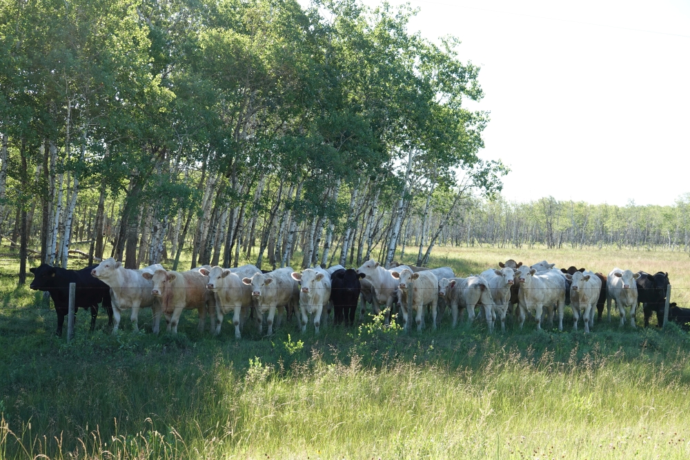 cow friends making habitat lr.jpg