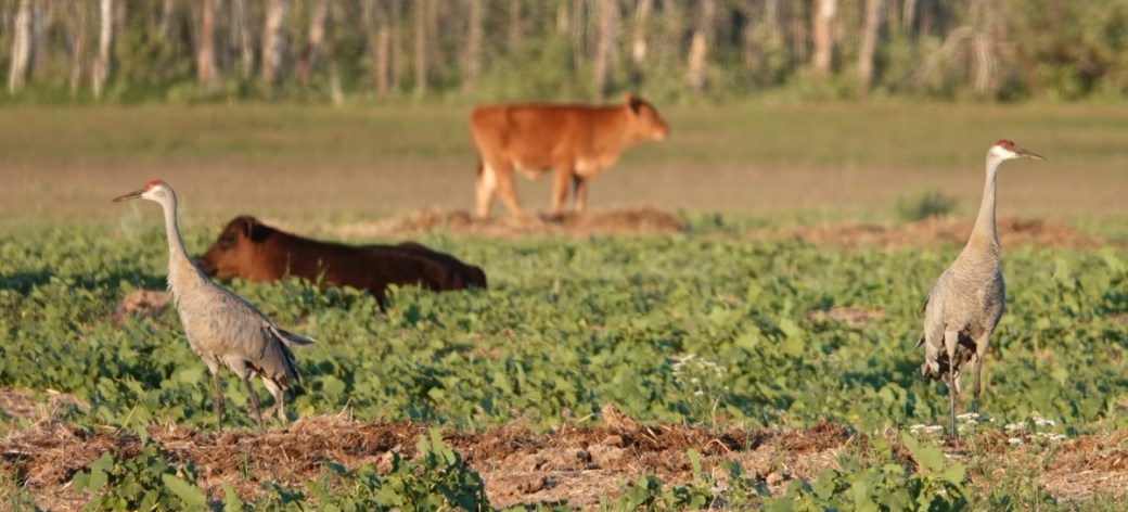 Cranes and cows lr.jpg