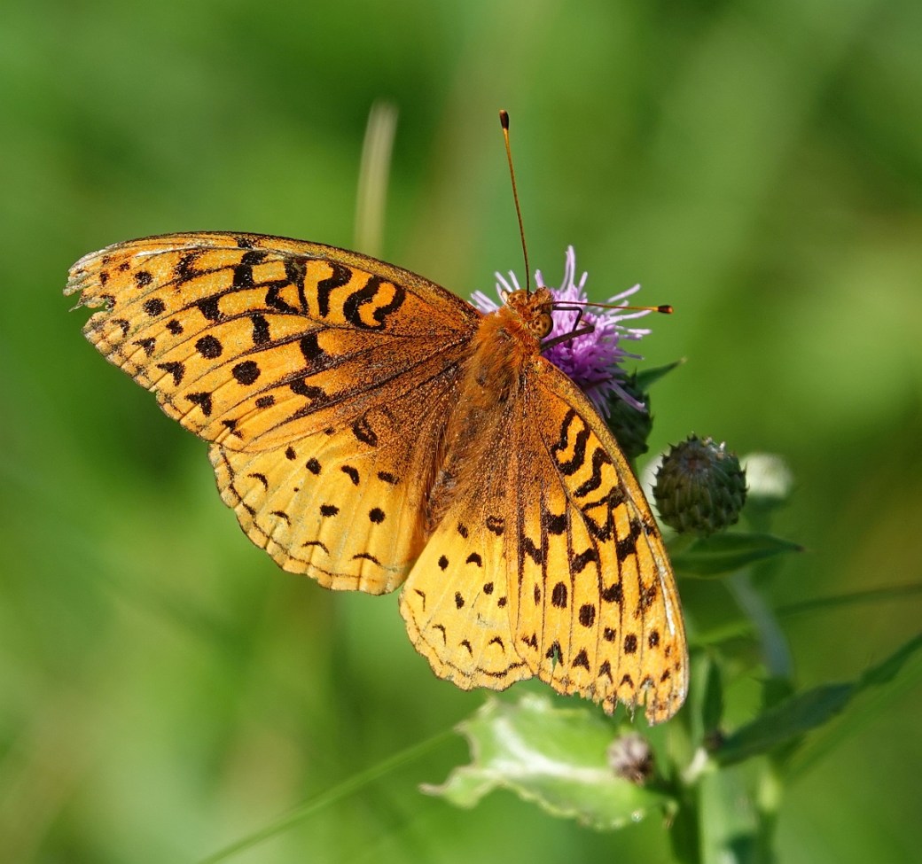 Fritillary lr