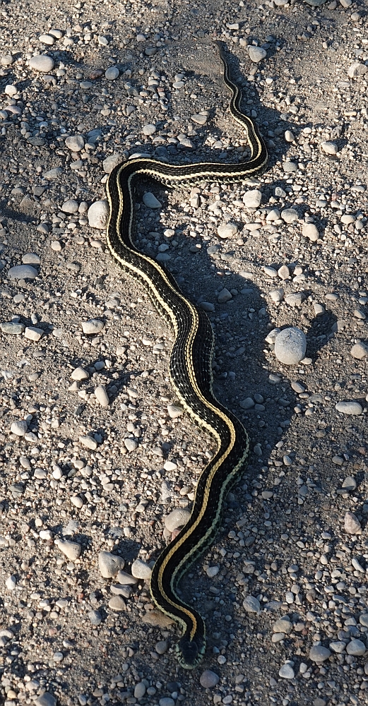 Plains Garter pregnant female that ate something big.jpg