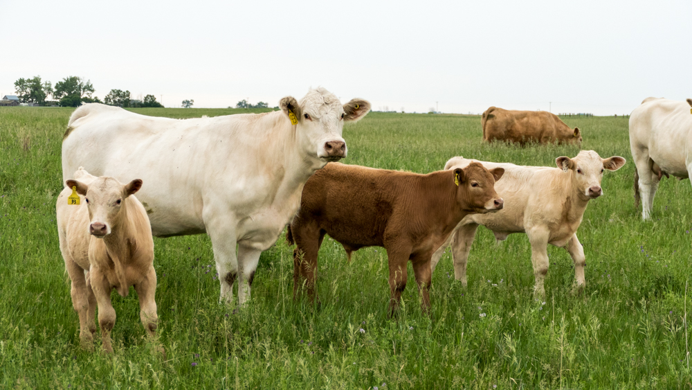 Shoreline cleanup-Lake Manitoba-MB-000-LARGE-CROP-SMALL-Lynnea A Parker-1100954