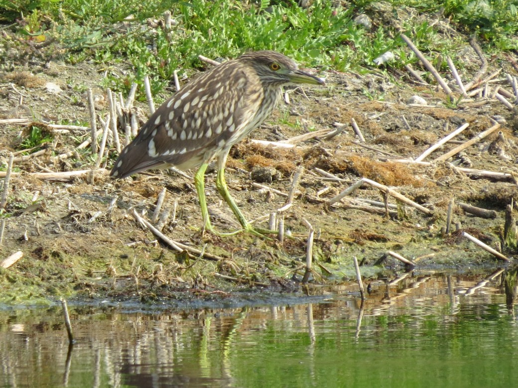 BCNH juvenile Shoal Lakes IBA August 26 2018 IMG_1072