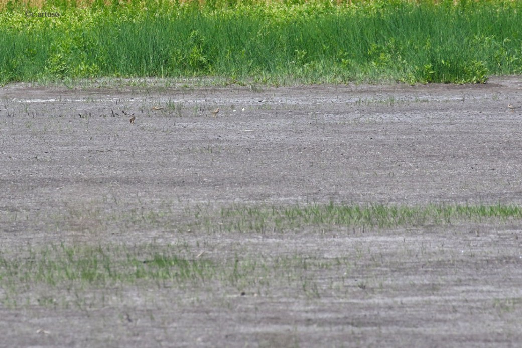 Buff-breasted Sandpiper_3076_4 in flock of 16_Artuso