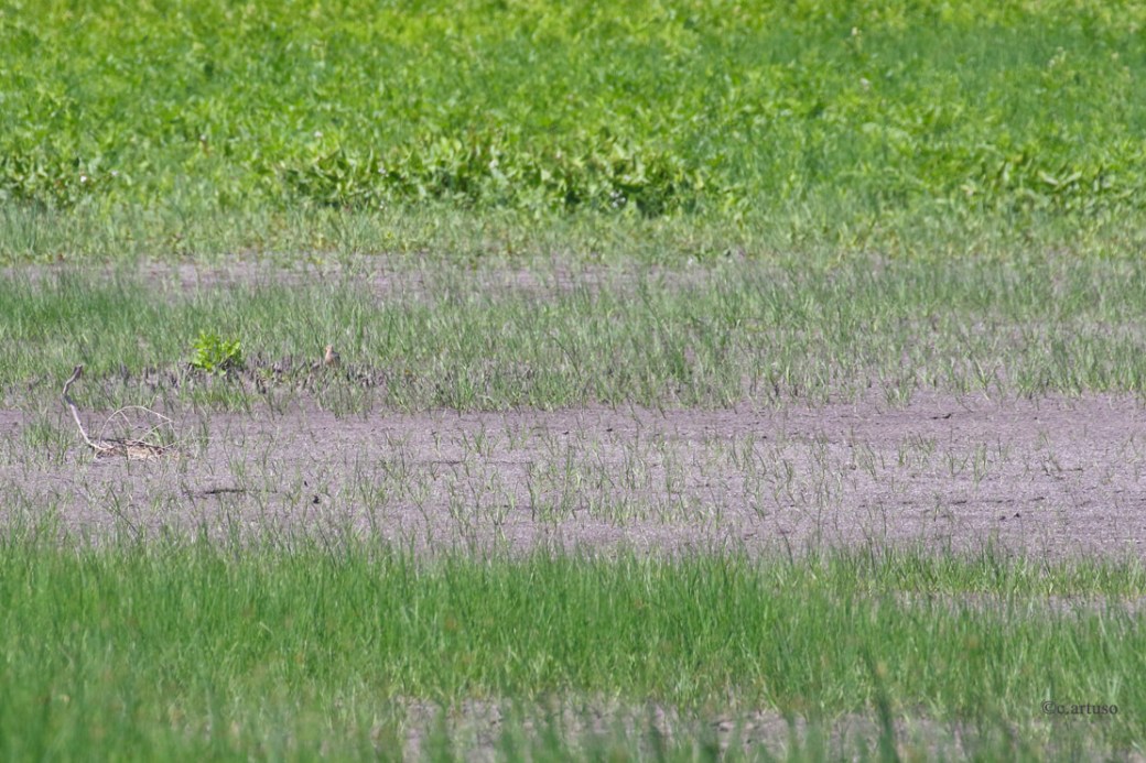 Buff-breasted Sandpiper_3078_Artuso