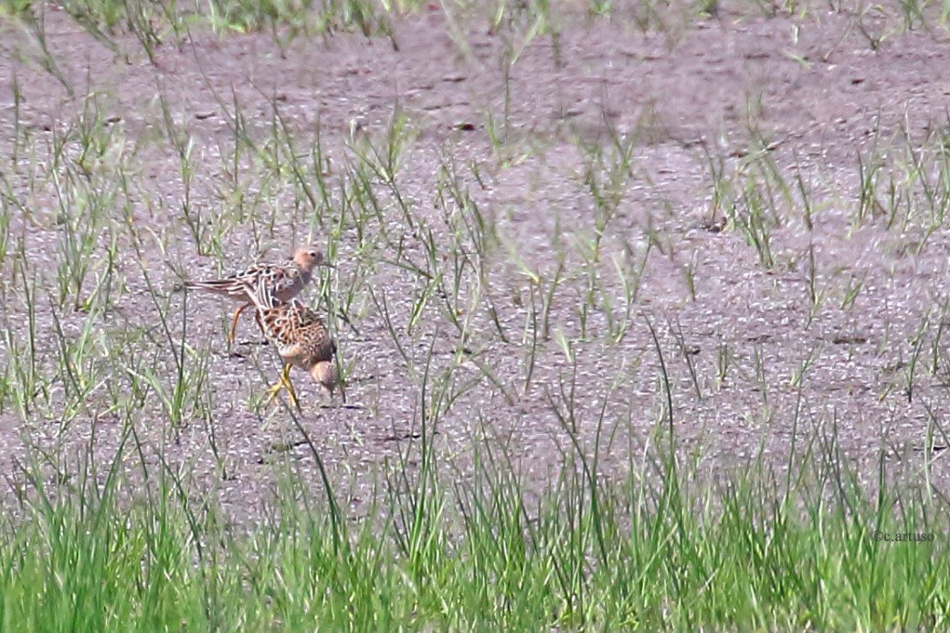Buff-breasted Sandpiper_3091_Artuso