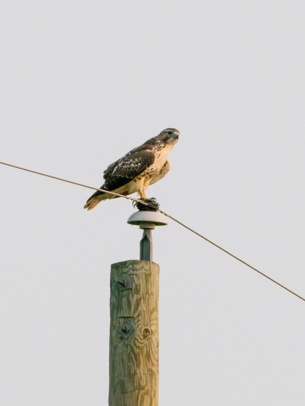 Delta Marsh Blitz-MB-000-SMALL-CROP-Lynnea A Parker-1110835