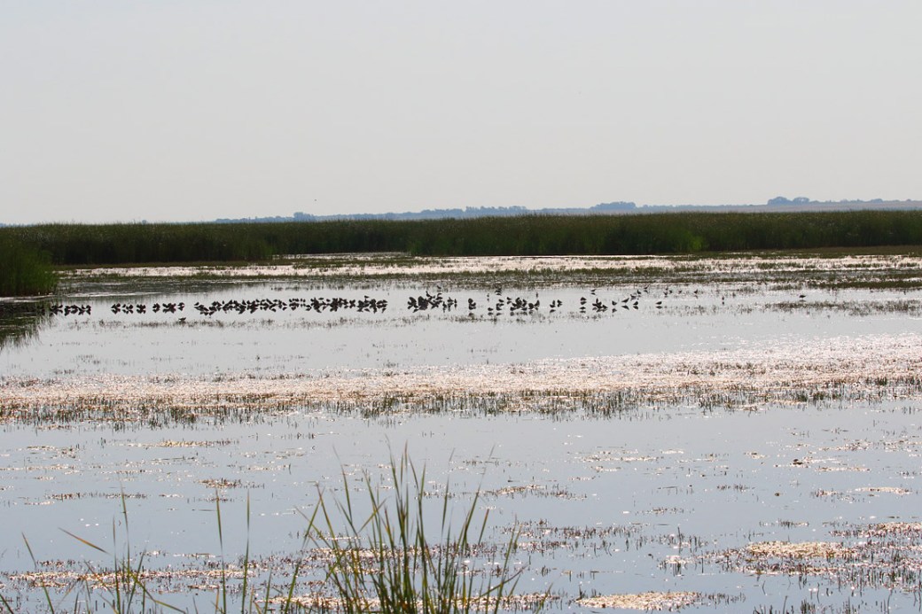 Long-billed Dowitcher_3061_mixed flock_artuso