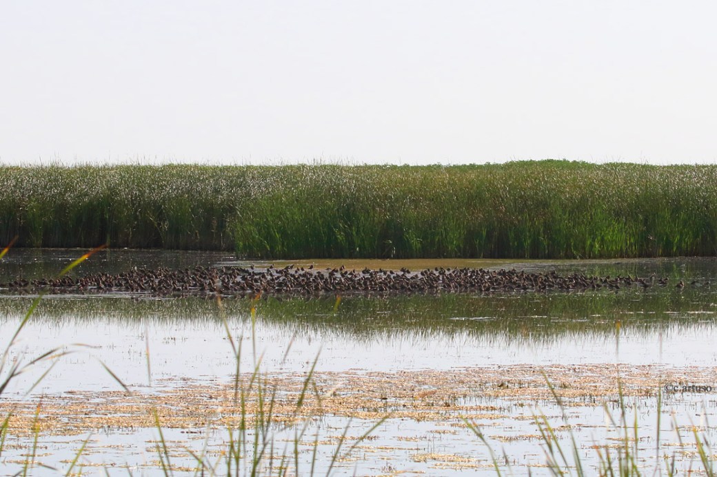 Long-billed Dowitcher_3063_mixed flock_Artuso