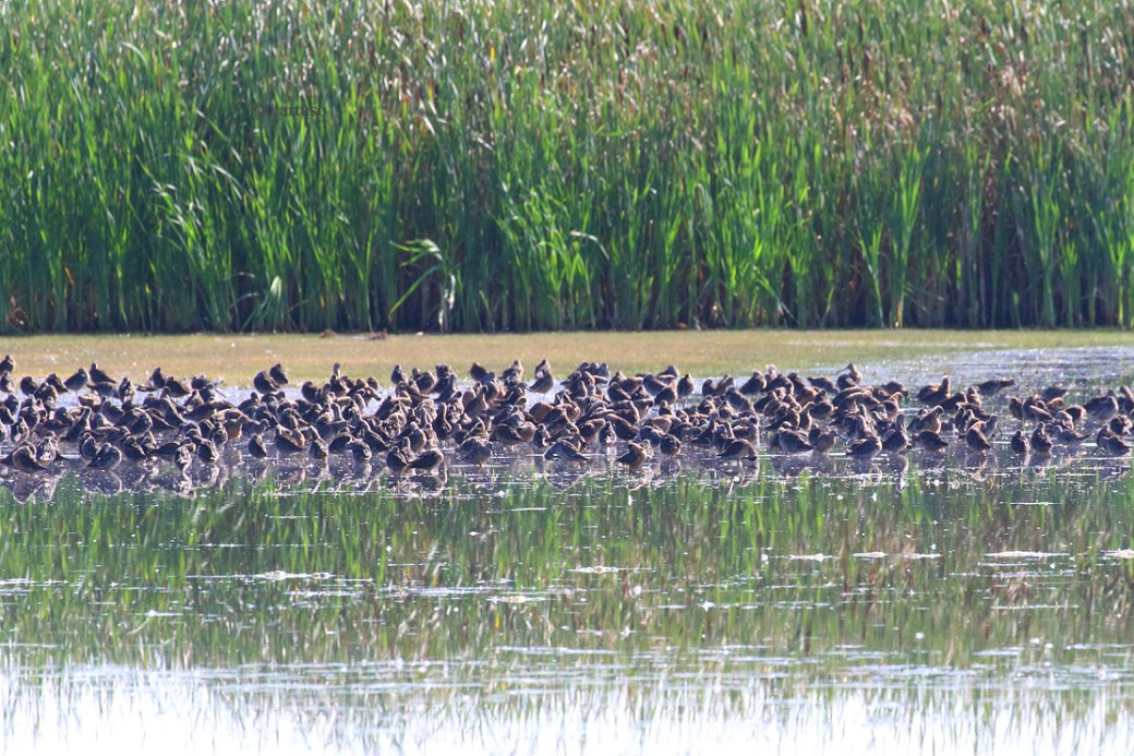 Long-billed Dowitcher_3069_mixed flock_Artuso