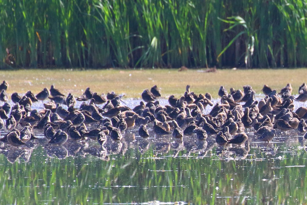 Long-billed Dowitcher_3069c_mixed flock_Artuso