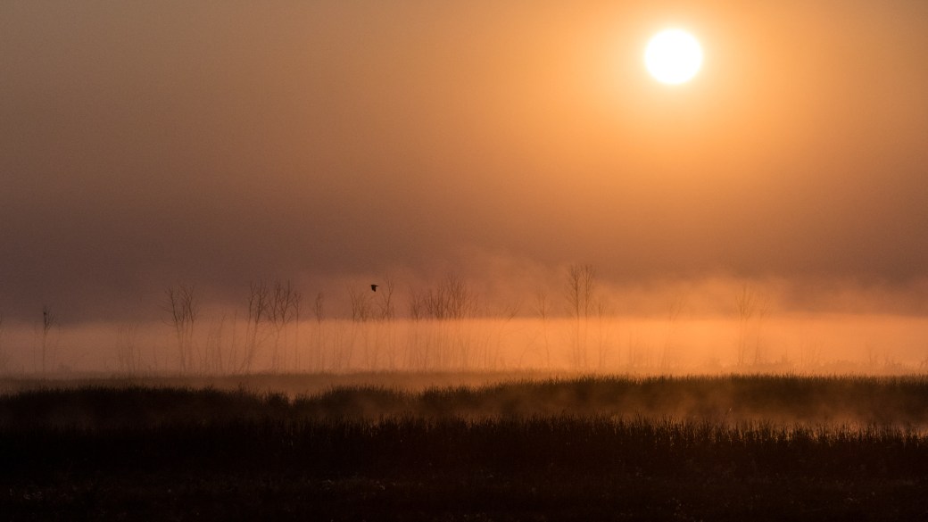 Team3 Bioblitz2-West Shoal Lake-MB-000-SMALL-Lynnea A Parker-1120540