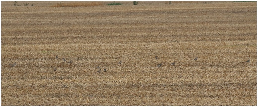 American Golden-Plover_0695_fall flock in stubble_Artuso